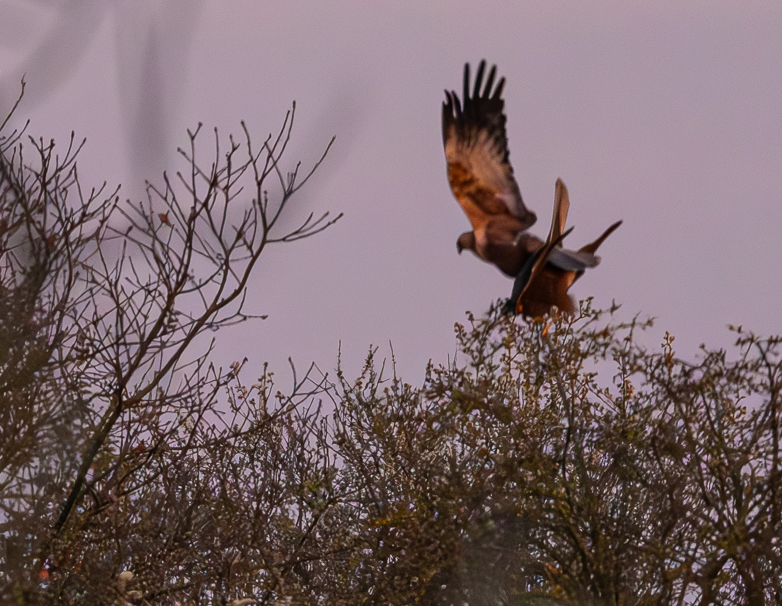 Copulation d'un couple de Busards des roseaux (Western Marsh Harrier, Circus aeruginosus),  Réserve Naturelle de Mont-Bernanchon, Hauts de France